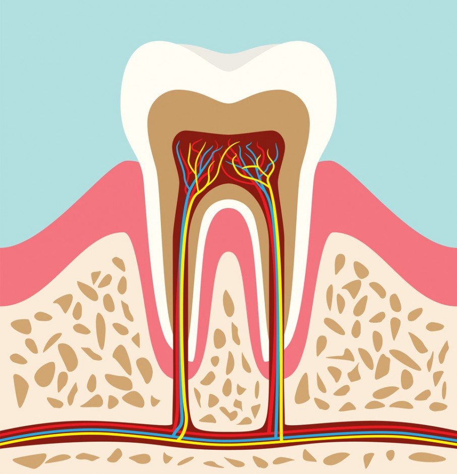 Cementodentinal Junction (CDJ, Dentinocemental Junction) | Gulf Coast ...